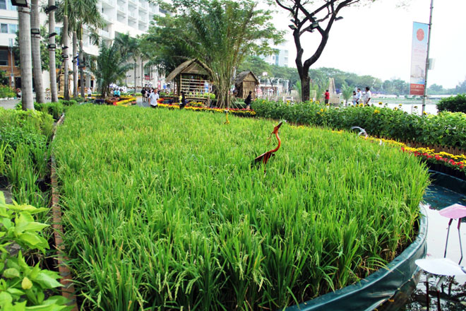 Hồn quê xuất hiện tại khu nhà giàu ở Sài Gòn ngày giáp Tết Hồn quê xuất hiện tại khu nhà giàu ở Sài Gòn ngày giáp Tết